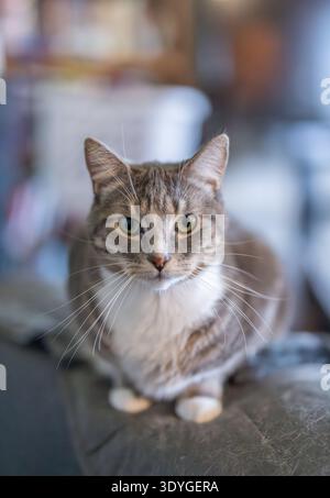 Cozy tabby cat with green eyes gazes directly at camera. Soft fur blends browns and whites with subtle stripes. Cat sits calmly on dark textured surfa Stock Photo