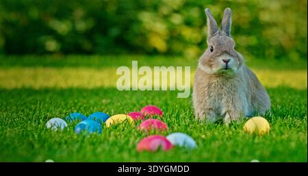 A fluffy gray rabbit sits attentively on a lush green lawn, surrounded by colorful Easter eggs, embodying the joyful spirit of the Easter celebration. Stock Photo