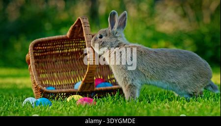 Gray rabbit standing next to a wicker basket with colorful Easter eggs scattered on the grass, with a blurred green background of trees. Stock Photo