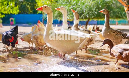 Geese, ducks and chickens wading in farm water Stock Photo