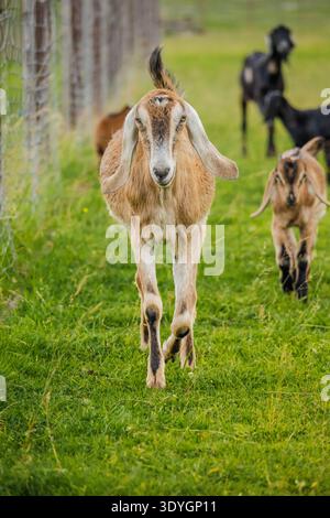 Brown goat with long floppy ears walking toward the camera on a grassy pasture with a small herd behind Stock Photo