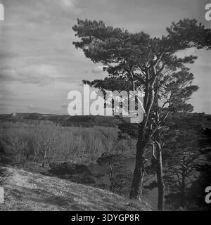 Vintage black and white photograph capturing an atmospheric autumn scene with tall, intricately branched pine trees standing on a steep ridge in the foreground. Below them lies a vast river valley bordered by dense deciduous forests and rolling hills stretching into the distant horizon under a cloudy sky. This grand and picturesque landscape highlights the raw natural environment of the mid-twentieth century. A stunning historical archival image that beautifully reflects the calm wilderness of a peaceful Donbass before the war. Stock Photo