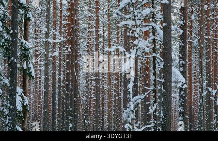 Snow-covered pine trunks in a dense winter forest Stock Photo