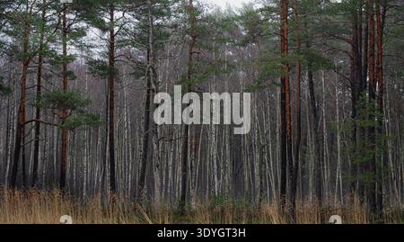 Lakeside pine and birch forest with reeds in winter Stock Photo