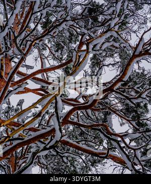 Intertwined snow-covered pine branches forming a natural winter pattern Stock Photo