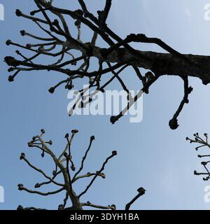 Pollarded Plane trees in central London Stock Photo