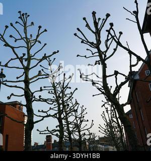 Pollarded Plane trees in central London Stock Photo