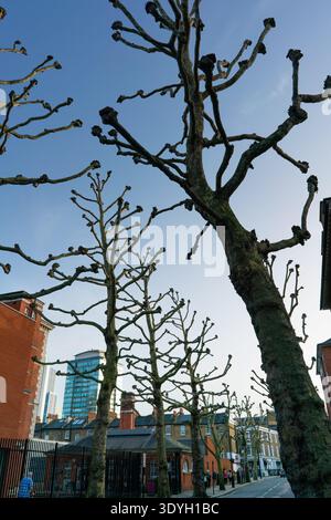 Pollarded Plane trees in central London Stock Photo