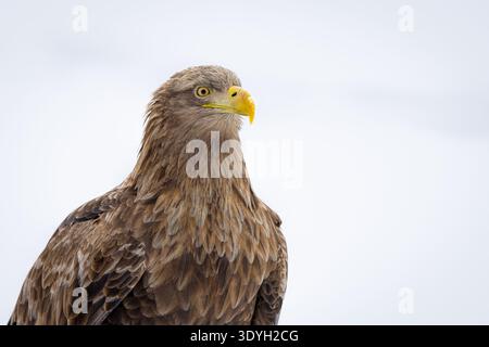 Majestic White‑Tailed Eagle Portrait in Hokkaido Stock Photo