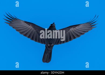 Open Wing Large billed Crow Aerial Closeup Blue Sky Stock Photo