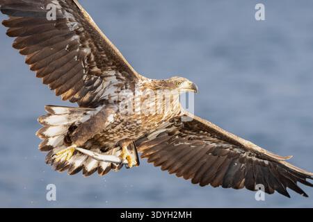 White‑Tailed Eagle Close‑Up with Fish in Talons Stock Photo