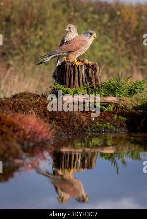 Kestrel [ Falco Tinnunculus ] Pair of birds on a rotten stump by a pond with reflection Stock Photo