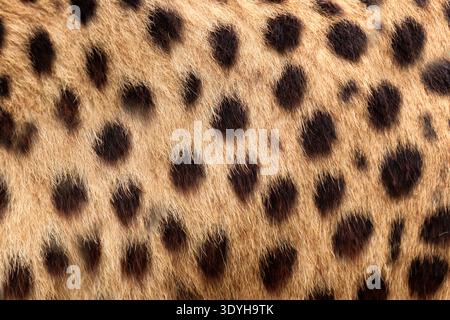 Detailed cheetah fur texture with natural spotted pattern ideal for background or textile design. Close up wildlife texture of cheetah spotted fur sui Stock Photo