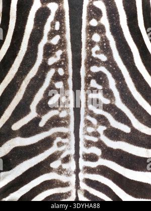 Close-up of natural zebra skin texture showing authentic black and white stripes and detailed fur structure. Real wildlife pattern captured in natural Stock Photo