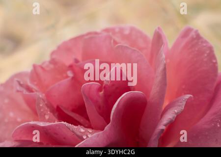Close-up of a pink rose bud with dew drops in soft light Stock Photo