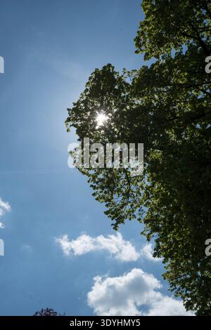 Sun shining through green tree crown against blue sky with white clouds Stock Photo