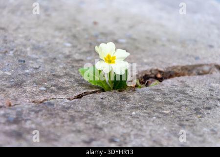 Small primrose flower growing directly from crack in urban pavement Stock Photo