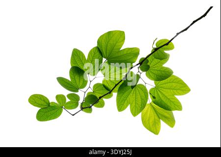 Buahinia leaf with twig on transparent background . Charming Bauhinia purpurea leaves on branch. Green butterfly shaped leaves isolated on white backg Stock Photo