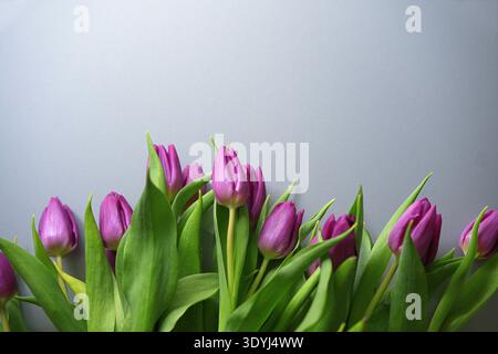 A bouquet of purple tulips on a grey background. High quality photo Stock Photo