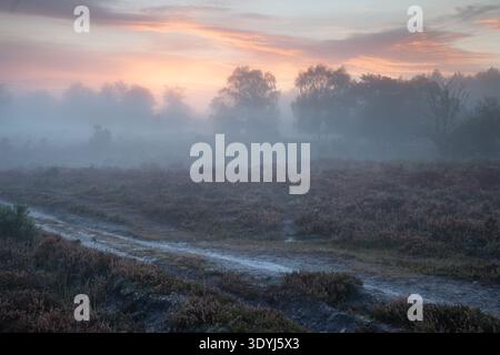 Misty sunrise over heathland and trees in the New Forest, Hampshire, England with sandy track winding through foggy autumn landscape. Stock Photo