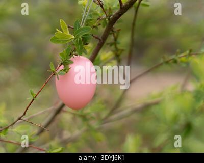 Decorative pink Easter egg hanging from fresh green spring branch in garden. Stock Photo