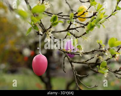 Pink Easter egg decoration hanging from green spring branch with blurred blossom background Stock Photo