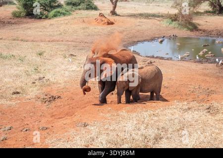 African elephant (Loxodonta africana), having drunk at the waterhole, two youngsters enjoy a dust bath Stock Photo