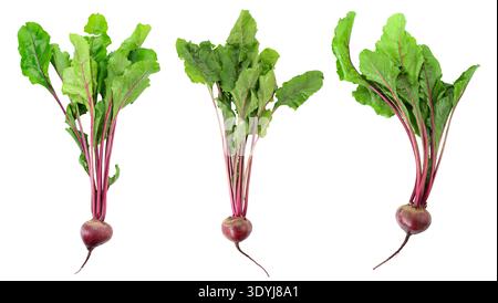 Fresh beetroot with leaves isolated on white background. Three young beets with green tops and red stems. Natural organic vegetables, farm produce, he Stock Photo