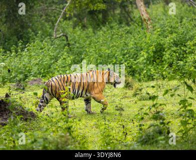 A Bengal Tiger roaming in the forest of Kabini (Nagarhole) Stock Photo