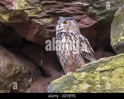 Eurasian eagle-owl (Bubo bubo) is a species of eagle-owl, a type of bird that resides in much of Eurasia. Stock Photo