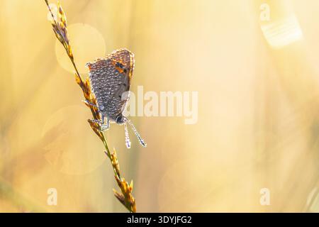 Small Copper, American Copper, or common Copper (Lycaena phlaeas). Butterfly Resting on grass with backlit Water Drops under Rising Sun in Early Morni Stock Photo