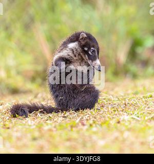 White-nosed coati (Nasua narica),also known as the coatimundi is a species of coati and a member of the family Procyonidae (raccoons and their relativ Stock Photo