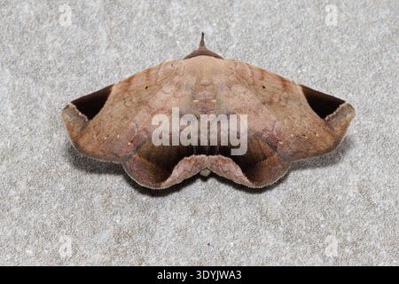 Psimada quadripennis brown moth blending with the texture of a grey concrete surface Stock Photo