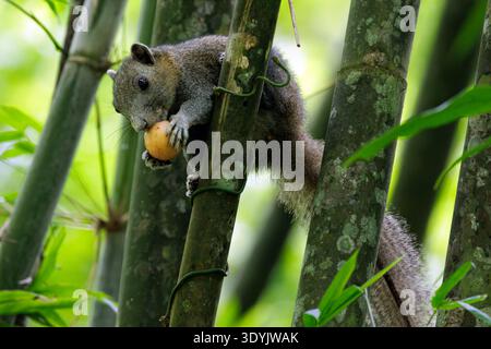 Northern Gray-bellied Squirrel (Callosciurus caniceps) holding and eating fruit on a bamboo trunk in Chiang Dao, Chiang Mai province, Thailand Stock Photo