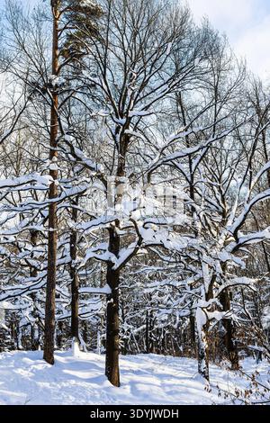 snow-covered larch and pine trees in forest of city park on sunny winter day Stock Photo