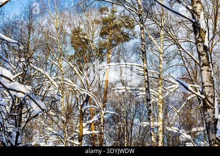 tops of pine trees in snowy forest of city park on sunny winter day Stock Photo