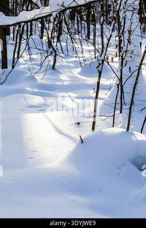 sunlit snow surface in snowy forest of city park on sunny winter day Stock Photo