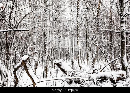 snow-covered broken and sawn trees in forest of city park after snowfall on overcast winter day Stock Photo