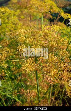 Dill, Anethum graveolens, annual herb, ripening seed heads in early autumn Stock Photo