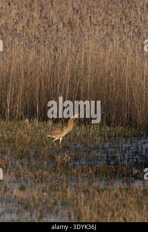 Great Bittern (Botaurus stellaris) Norfolk March 2026 Stock Photo