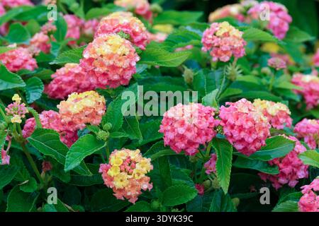 Lantana camara Bandana Rose, Lantana camara Bante Rossa, small, tubular flowers that change color over time, start yellow, turn pink or rose-red Stock Photo