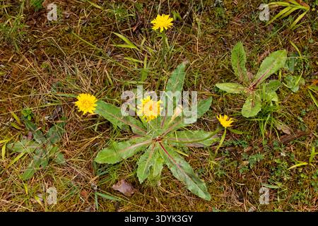 Spotted Cat's Ear (hypochaeris maculata), growing on forest floor in summer, Saaremaa, Estonia, Europe. Stock Photo