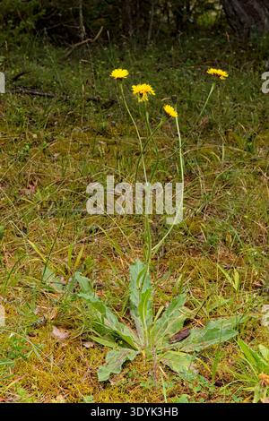 Spotted Cat's Ear (hypochaeris maculata), growing on forest floor in summer, Saaremaa, Estonia, Europe. Stock Photo
