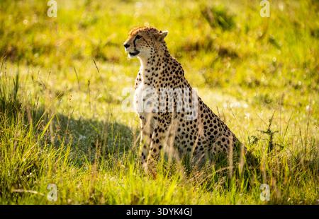 Cheetah sitting alert in sunlit grassy savannah, golden light and blurred background, detailed spots and texture Stock Photo