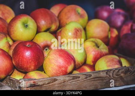 Apples in a farmer agricultural open air market, seasonal healthy food. Concept of biological, bio products, bio ecology, grown by yourself Stock Photo