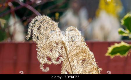 Ethereal Plumes: Sunlit Dried Pampas Grass Stock Photo