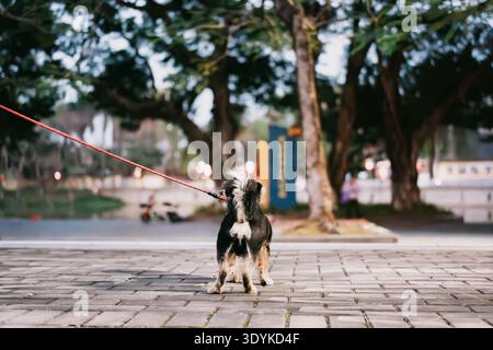 Small black and white dog on leash walking on paved path in urban park, cityscape background with Stock Photo