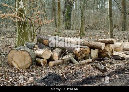 Freshly cut timber logs stacked on the forest floor. Stock Photo