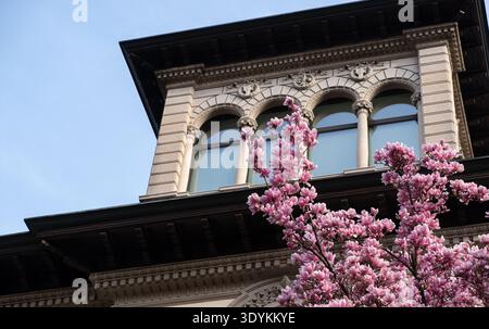 Elegant historic European architecture framed by blooming magnolia tree with pink flowers against blue sky. Spring season in city. Stock Photo