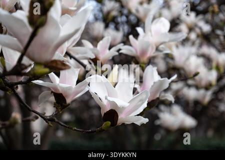 Close-up of blooming magnolia flowers with delicate white and pink petals in spring. Soft natural background with shallow depth of field. Stock Photo